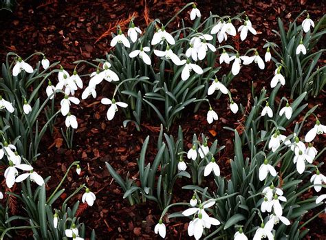 Snowdrops In London Chelsea Physic Gardens Display Is Blooming Marvellous