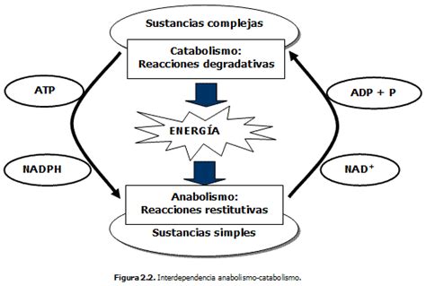 Metabolismo Escuelapedia Recursos Educativosescuelapedia Recursos