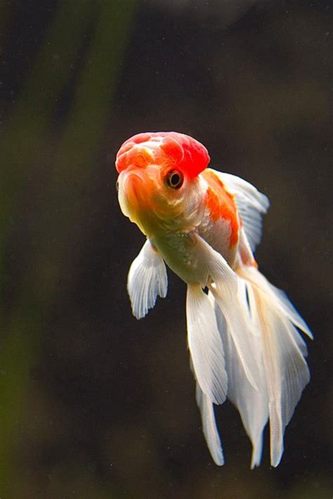 1000 Images About Goldfish Photography On Pinterest Beautiful