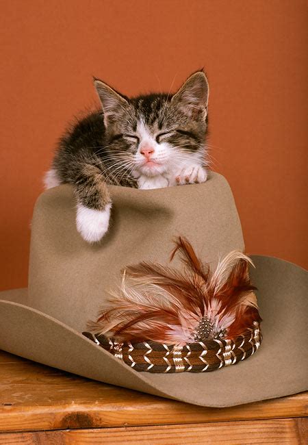 Cowboy Hat Animal Stock Photos Kimballstock