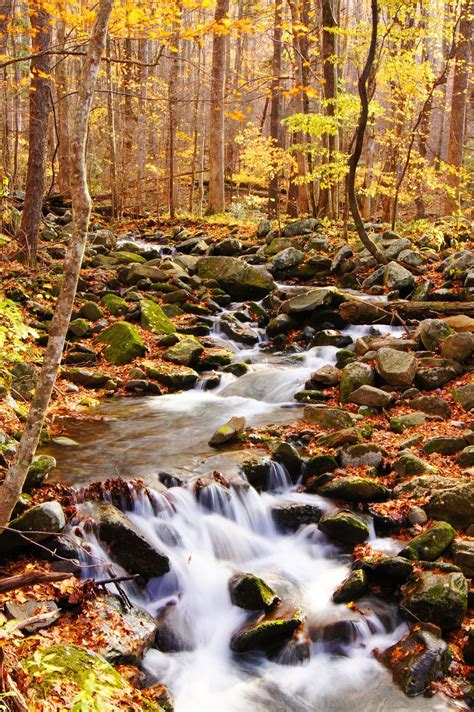 Smoky Gold Autumn Smoky Mountain National Park Tennessee Beautiful