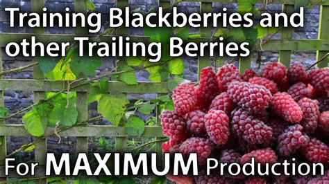 How To Train Blackberries And Other Trailing Berries For Maximum Yields