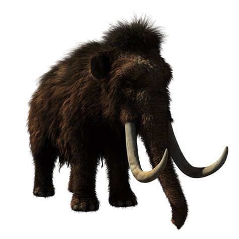 Woolly Mammoth Being Resurrected By Geneticists