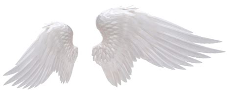 Wing Flight Aile Angel Wings Png Download 1100543 Free