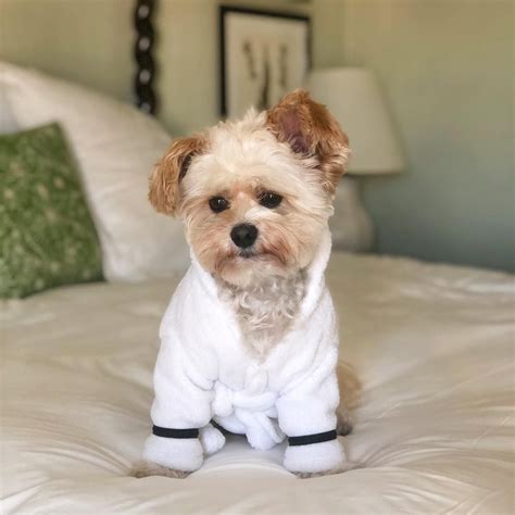 Popeye The Foodie Dog On Instagram “dabbled In Boudoir Photography