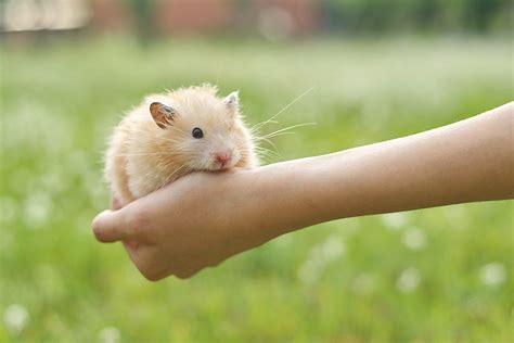 Help Howie The Hamster Live Longer Midlands Pet Care Pet Crematory