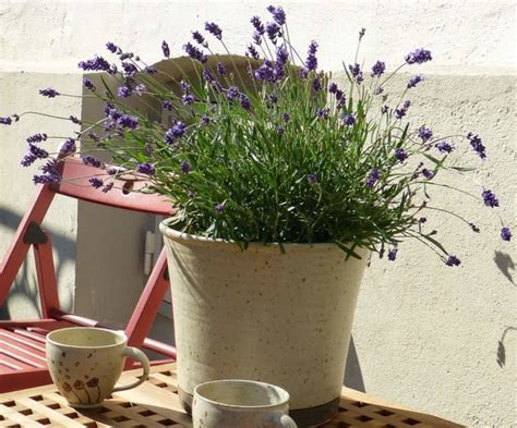 Choosing The Right Pot For Lavenders With Examples Gardener Report