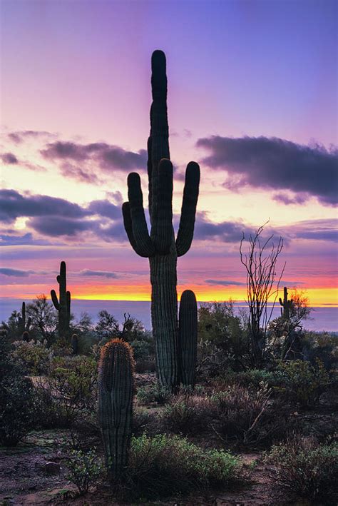 Subtle Sunrise In The Sonoran Photograph By Saija Lehtonen Fine Art