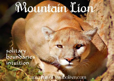 Symbolic Mountain Lion Meaning And Puma Symbolism Spirit Animal Totems
