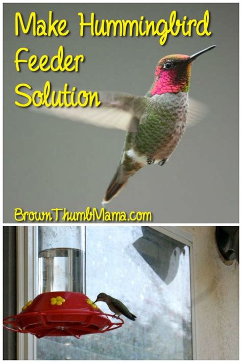Hummingbird food recipe you just boil your water (filtered water is best), then fully dissolve white sugar in the pan. How to Make Hummingbird Food (With images) | Humming bird ...