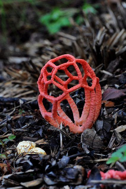 FungiFanatics — Clathrus ruber is a species of fungus in the...