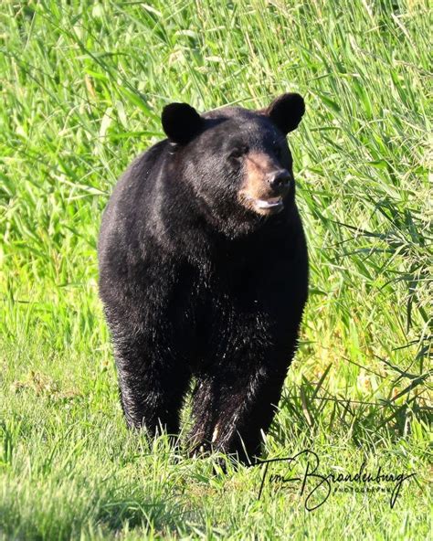 Bruno The Black Bear Dies In Louisiana Wandered Thru Iowa Last Year