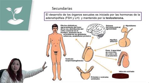 Sexualidad Humana Aparato Sexual Masculinopsu BiologÍaclase Nº12