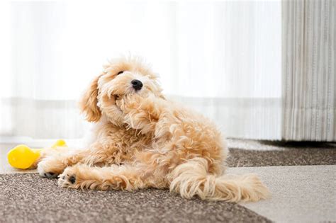 Red maltipoo puppies raised in the home. Maltipoo - characteristics, appearance and pictures