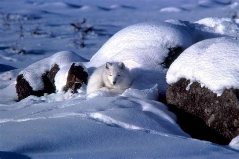 Arctic Fox Alopex Lagopus 북극여우흰여우 Alaska Image Only
