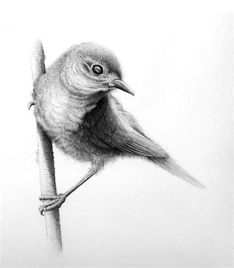 How To Draw A Bird Step By Step Easy With Pictures Art Stuff Bird