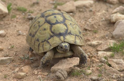 Comment S'occuper D'une Tortue De Terre Bebe - Comment s occuper d'une tortue