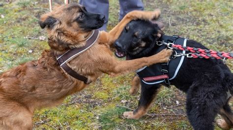 Wohnung verwahrlost: Tierschützer in Schwedt retten Hunde-Welpen Kimba