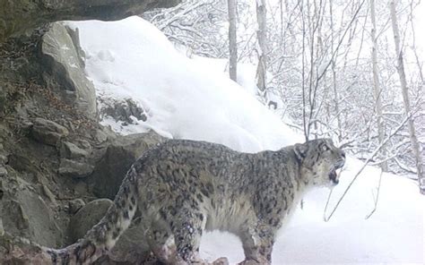 A Rare Snow Leopards Call Into The Nature Is Captured On Camera