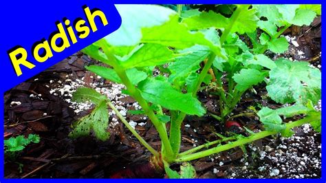 Maybe you would like to learn more about one of these? Radish Leaves (EDIBLE?) - YouTube