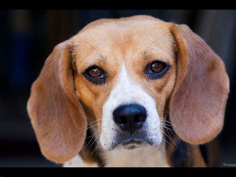 Close Up Of A Beagle Dogs Face Yahoo Image Search Results Pet Dogs