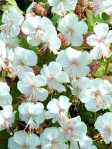 Da geranien bei frost absterben und schon bei temperaturen unter geranien wie pflanzen? Pin auf Für den Garten
