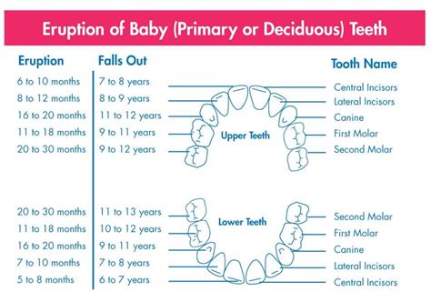 Tooth Eruption Guide Teeth R Us Childrens Dentistry