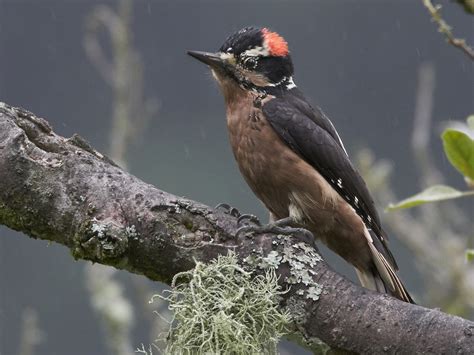 Hairy Woodpecker Ebird