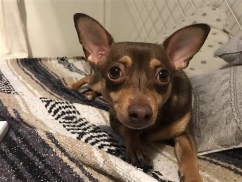 The chiweenie is a small breed dog and is also known as a designer dog. All About the Fun-size Chiweenie (Chihuahua Dachshund Mix)