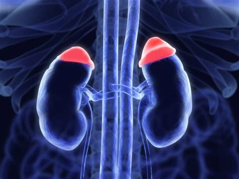 Adrenal Tumours Causes And Treatment Birmingham Hpb Clinic