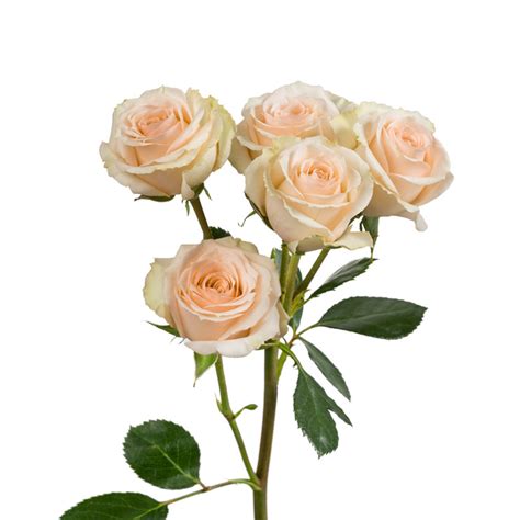 Puritate Tind Absolut Cream Spray Roses Tom Audreath Criză Bluză
