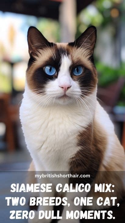 Siamese Calico Mix Cats 15 Fascinating Facts About Calico And Siamese