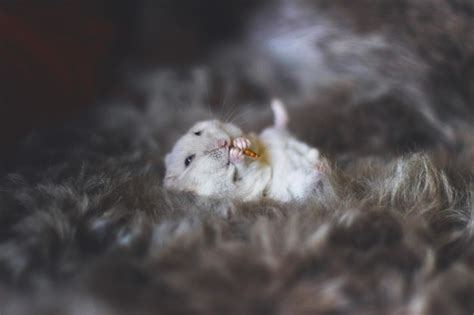 Premium Photo Hamster Laying On Its Back