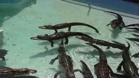 Baby Alligators And Crocodile At Sarasota Jungle Gardens Florida