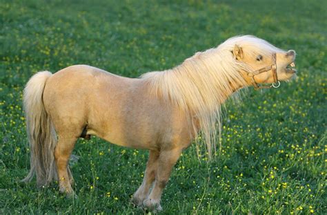 Small But Mighty The 5 Smallest Horse Breeds In The World