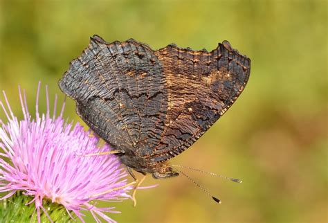 Dark Brown Butterfly On A Pink Wildflower Free Image Download