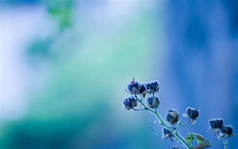 Small Blue Flowers Wallpaper Nature And Landscape Wallpaper Better