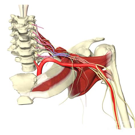 Brachial Plexus With Muscles Photograph By Medical Images Universal
