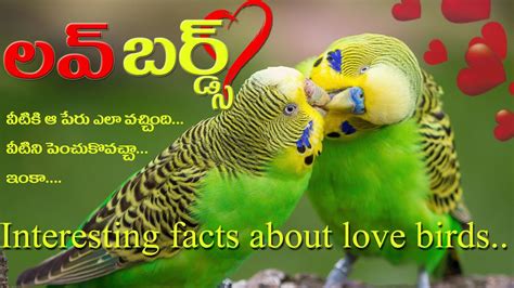 Love Birds Lovebirds As Pets Lovebird Parrot Lovebirds Bird In