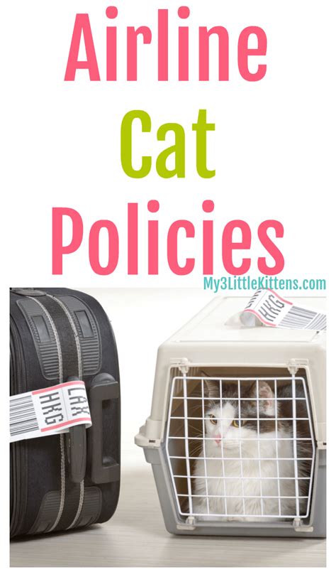 We did not find results for: Airline Cat Policies - My 3 Little Kittens