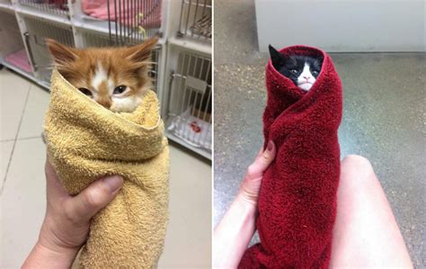 Purritos Cat Burritos