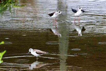 Bird Rain Birds Wet Sandpiper Stilts Reflect