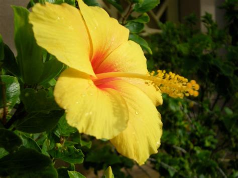 Yellow Hawaiian Flower By Stonedemopig46 On Deviantart