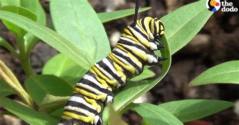 This Is How A Caterpillar Becomes A Butterfly Butterfly Caterpillar