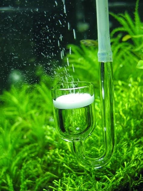Aquascape yaitu seni mengendalikan tanaman air dan batu, batu karang, koral, atau kayu apung, secara natural dan cantik di dalam akuarium sehingga memberikan efek seperti berkebun di bawah air. Beberapa Hal Yang Perlu di Perhatikan Para Pecinta ...