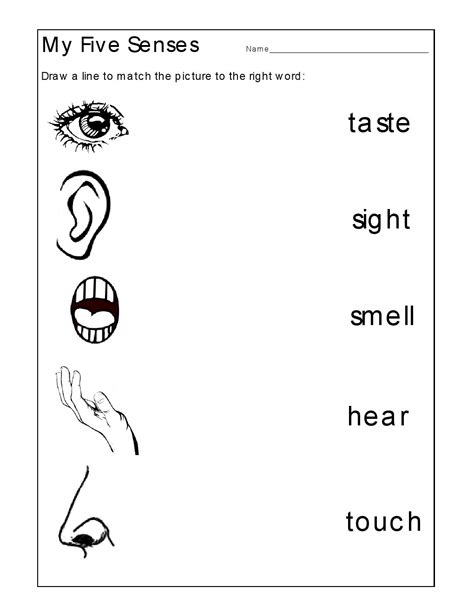 5 Senses Worksheet 1st Grade