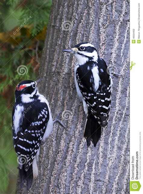 Female And Male Downy Woodpecker