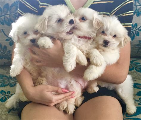 Maltese Puppies For Sale Petsforhomes