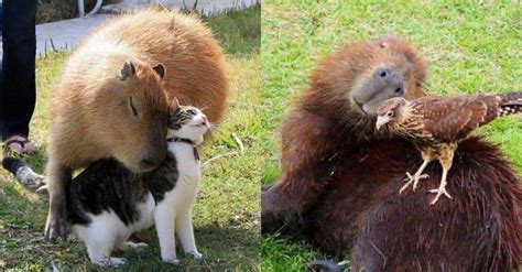 21 Adorable Photos Of Animals Hanging Out With Capybaras