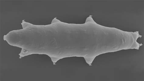 New Species Of Tardigrade Discovered In Japanese Parking Lot Gizmodo